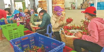 滇臺(tái)連線 深化市場(chǎng)調(diào)研，共拓合作新局